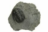 Diademaproetus Trilobite Fossil - Morocco #249887-2